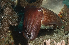 Raja Ampat 2016 - Sepia latimanus - Broadclub cuttlefish - Seiche - IMG_5693_rc